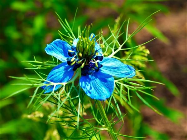 sininen kukka neitsyt vihreässä