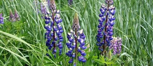 sinikukat terveet siemenet Lupinus angustifolius