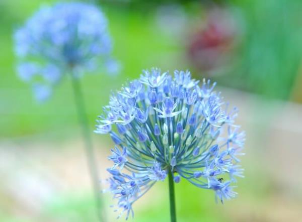 sinisiä kukkia koristeelliset sipulikasvit