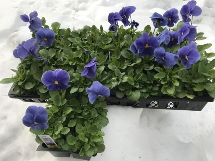 sinisiä kukkia ostaa