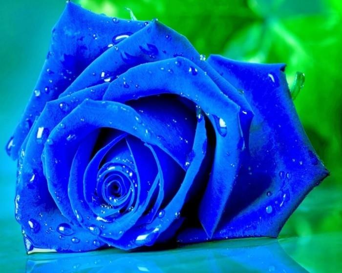 siniset ruusun värit