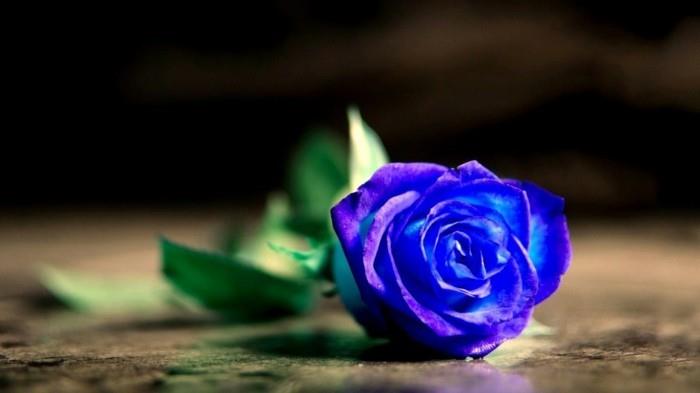 sininen ruusut ruusu väri merkitys