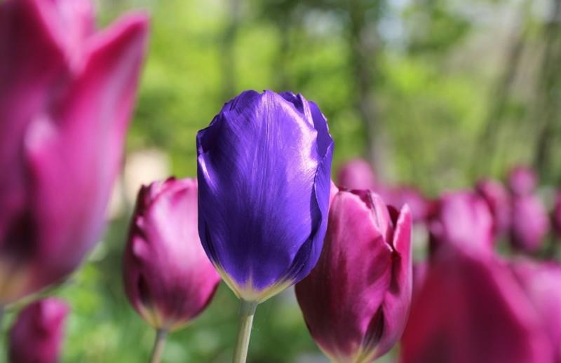 sininen tulppaani kevätkukkia inspiraatiota