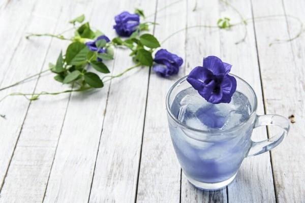 sininen juoma clitoria ternatea