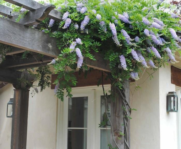 wisteria ja pergola upeita puutarhaideoita kasveilla