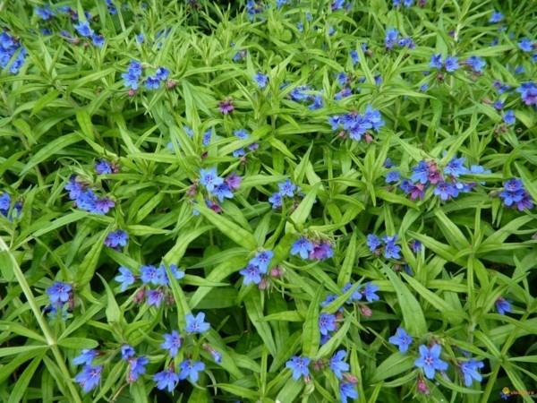 sinertävänpunainen kallioinen Buglossoides purpurocaerulea kukkiva maanpeite
