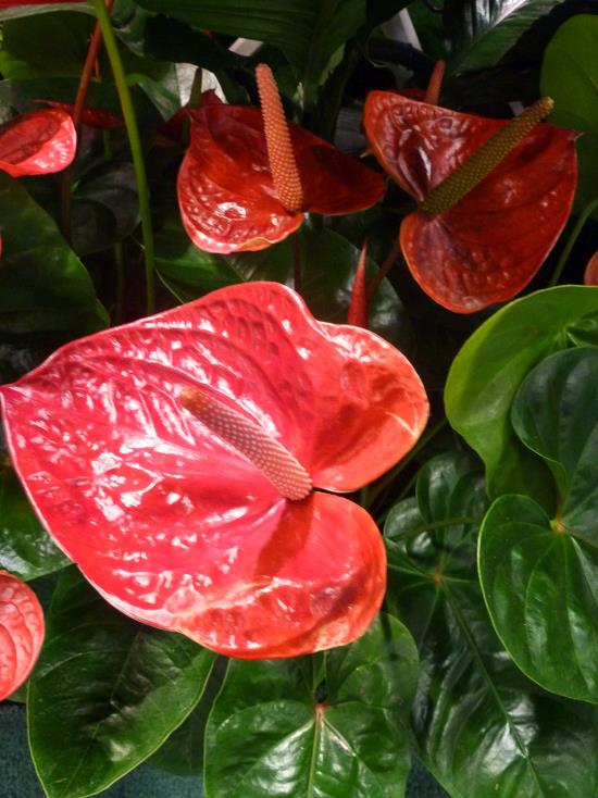 kukkivat huonekasvit anthurium erittäin houkutteleva ulkonäkö punaiset kukat symboloivat miehen voimaa