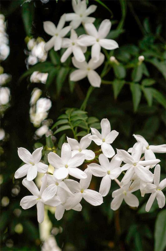 kukkivat huonekasvit jasmiini herkkä pienet valkoiset kukat ihana tuoksu katseenvangitsija