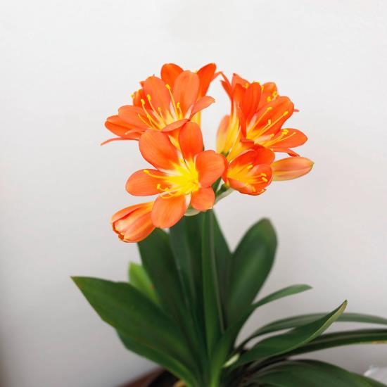 kukkivat huonekasvit Klivie oranssi kukat katseenvangitsija huoneessa