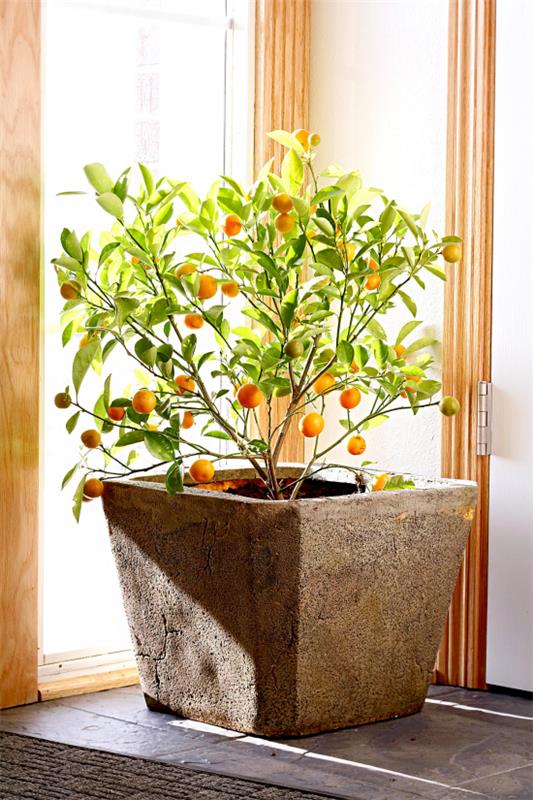 kukkivat huonekasvit appelsiinipuu ruukussa ikkunalaudalla paljon auringonvaloa katseenvangitsija huoneessa