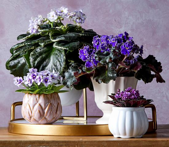 kukkivat huonekasvit afrikkalainen violetti jotkut ruukkukasvit upeita kukkia