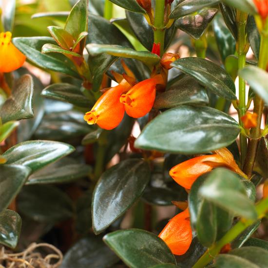 kukkivat huonekasvit oranssit suppilomaiset kukat kiiltävät tummanvihreät lehdet