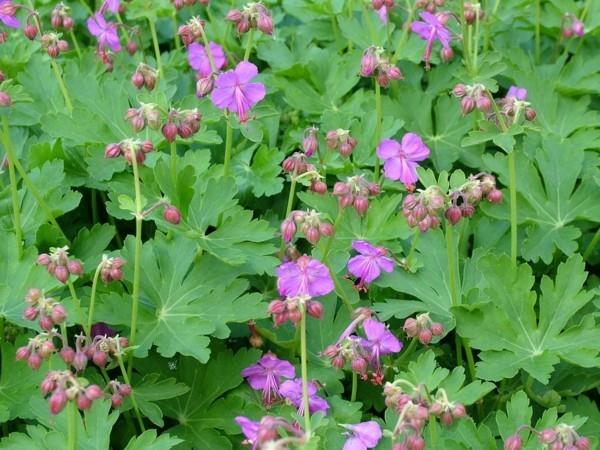 Geranium macrorrhizum 'Mytikas'