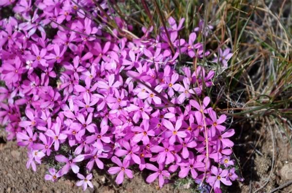 kukkivat maanpäälliset phlox diffusa liekin kukat