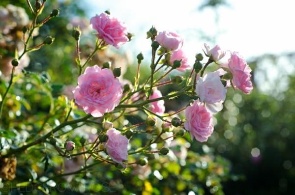 kukkiva maanpäällinen polyantha nousi keiju