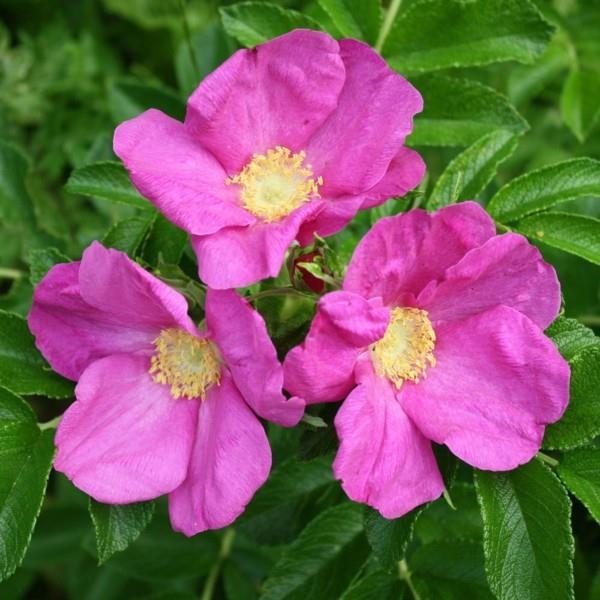 kukkiva maanpäällinen Rosa rugosa