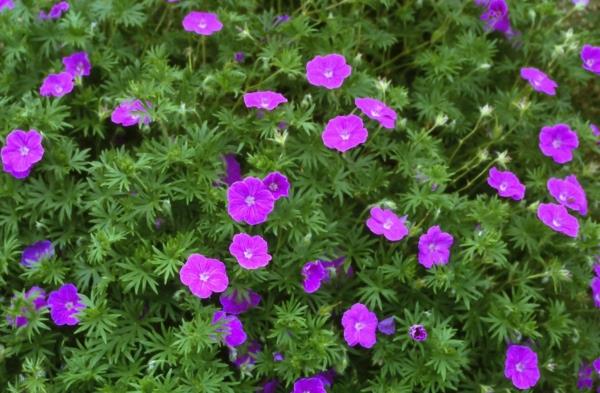 kukkiva maanpäällinen veripunainen partaveitsi Geranium sanguineum