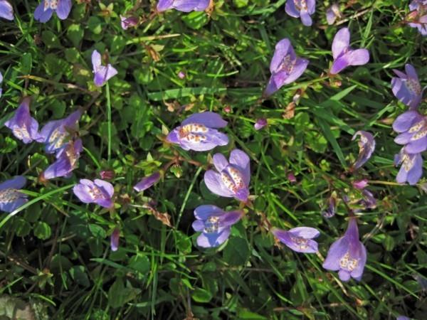kukkiva maanpäällinen suukappaleet Mazus reptans