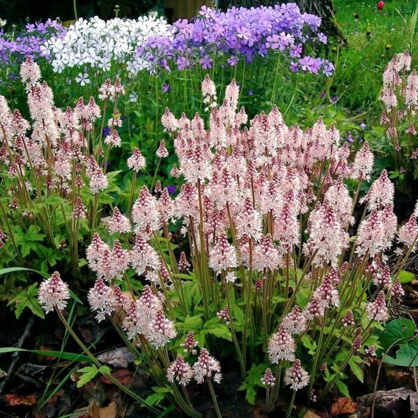 kukkivat maaperän vaahtomuovikukat Tiarella cordifolia
