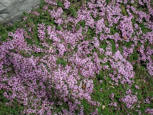 kukkiva maanpäällinen timjami -lääkekasvi