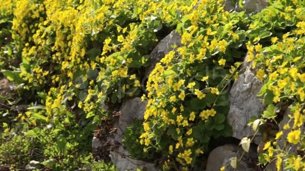 kukkiva maanpäällinen waldsteinie Waldsteinana ternata