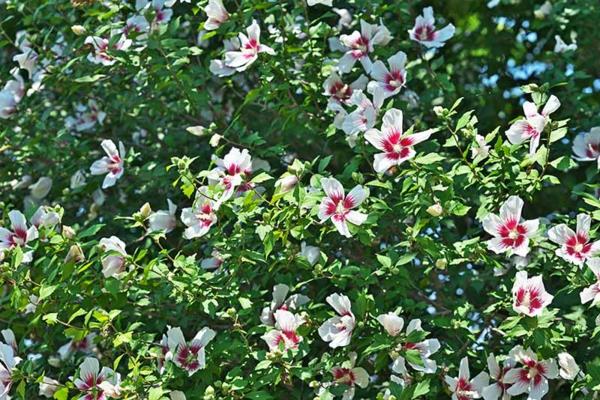 kukkiva pensaspuutarha hibiscus