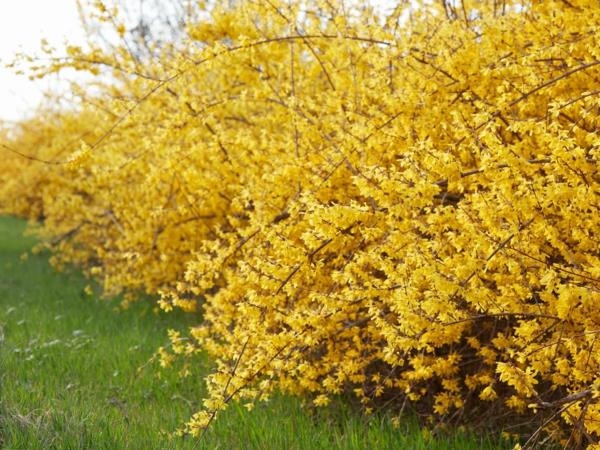 kukkiva pensasaidan kasvi forsythia