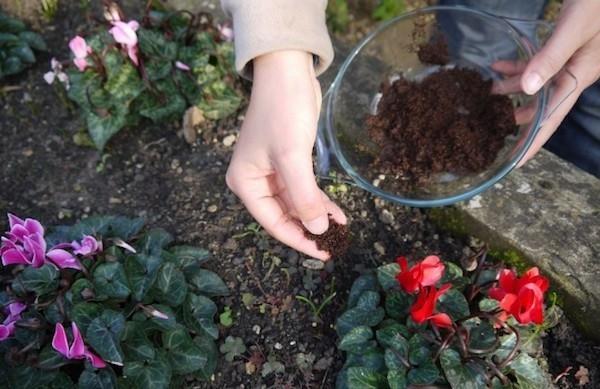 kukkivat kasvit lannoittavat kahvinporoja lannoitteena