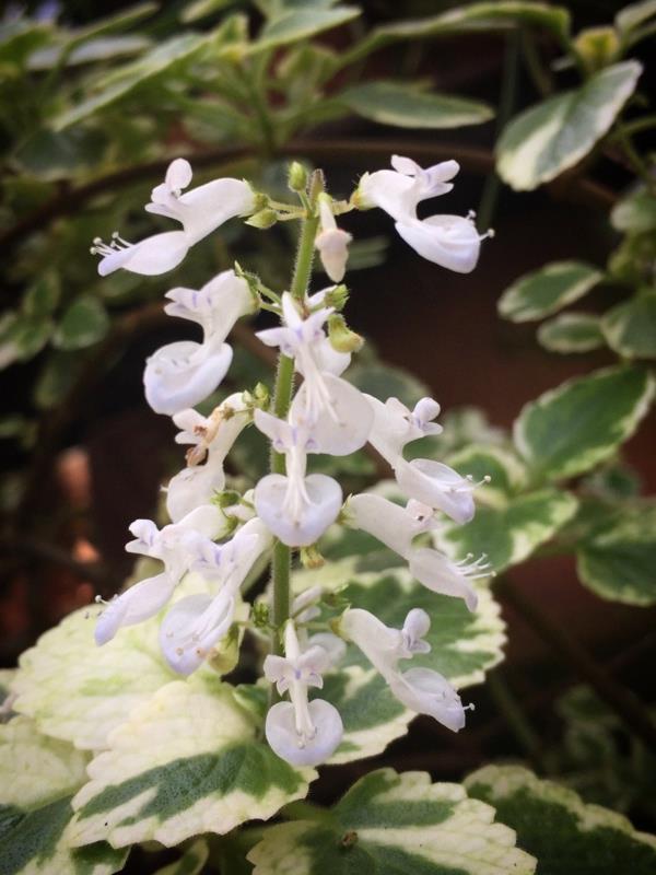 kukkiva suitsukekasvi valkoisia kukkia