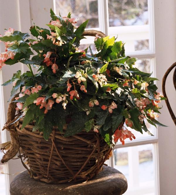 kukkivat huonekasvit begonia coccinea begonia vino lehti