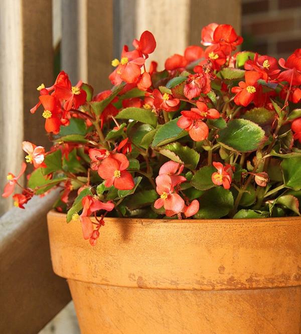 kukkivat huonekasvit begonia semperflorens begonia vino lehti