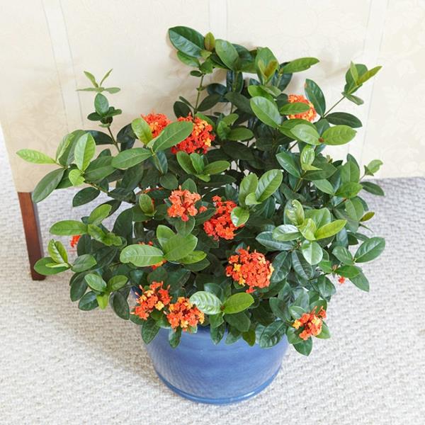 kukkivat huonekasvit ixora coccinea