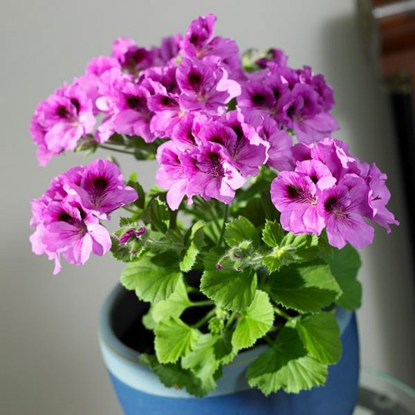 kukkivat huonekasvit pelargonium ruukkukasvi