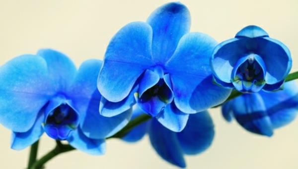 kukkivat huonekasvit ruukku orkidea sininen