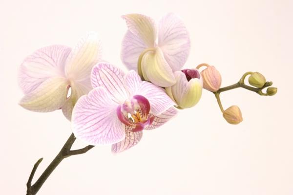 kukkivat huonekasvit ruukkukasvi orkidea