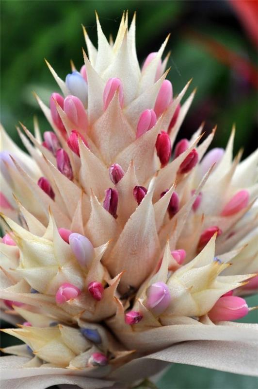 eechmea -kasvin kukinta