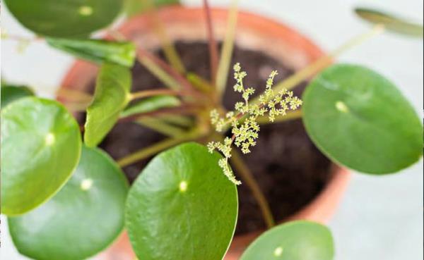 lehdet ufo kasvi pilea ruukkukasvi