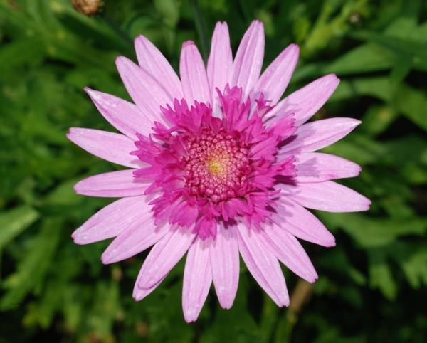 kukat tarkoittavat krysanteemia kauniita vaaleanpunaisia ​​vivahteita