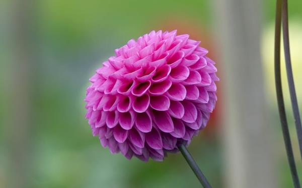 kukat tarkoittavat dahlia violetti kukka