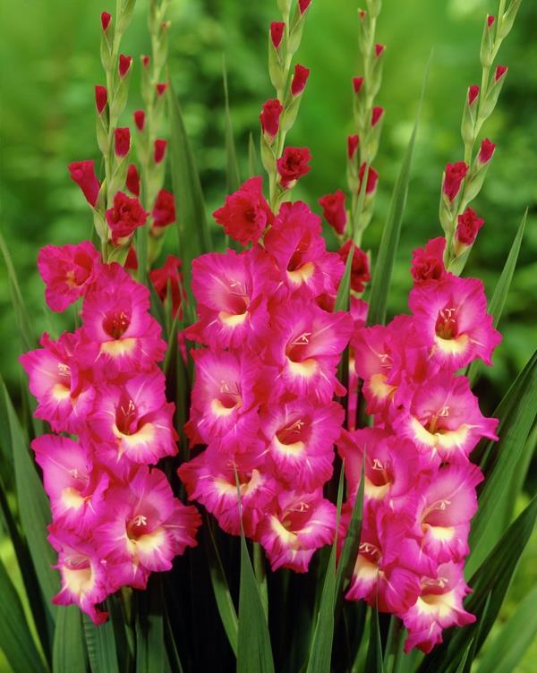 kukat tarkoittavat gladiolus pinkkiä