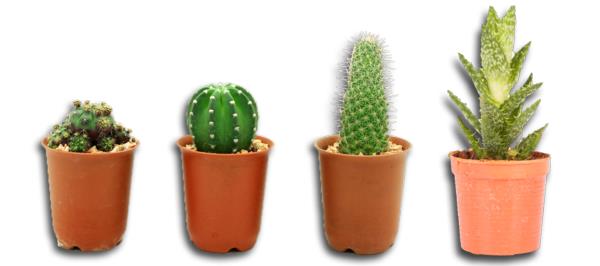 kukat tarkoittavat kaktuslajeja ruskeita ruukkuja