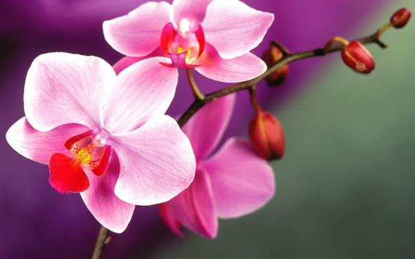kukat tarkoittavat orkidean eleganssin symboliikkaa