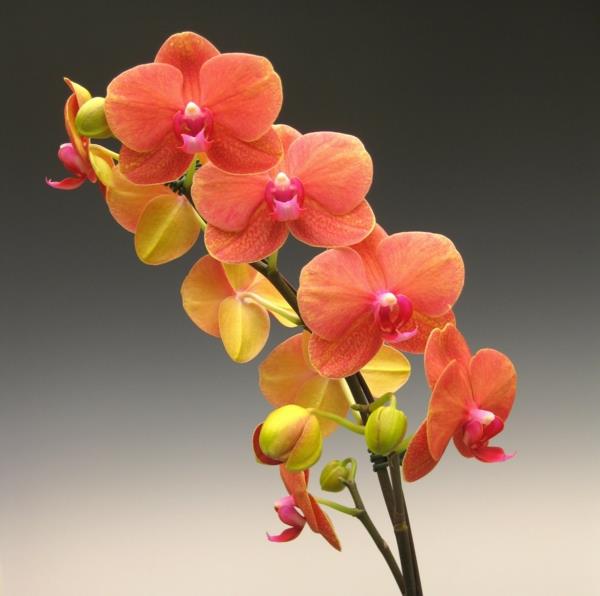 kukat tarkoittavat orkidea puutarhakasvi
