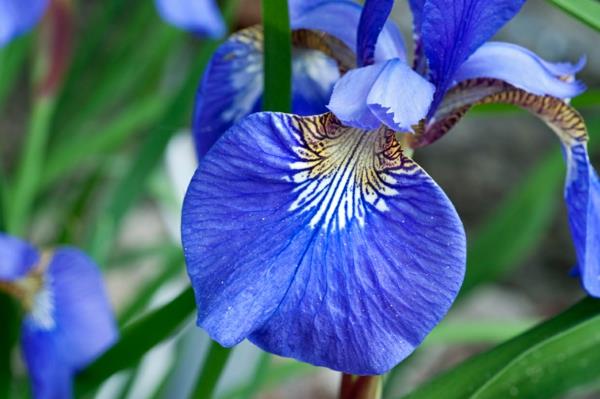iiris kukka sininen puutarhakasvit
