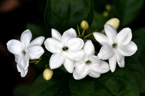 kukat symboliikka jasmiini valkoiset kukat