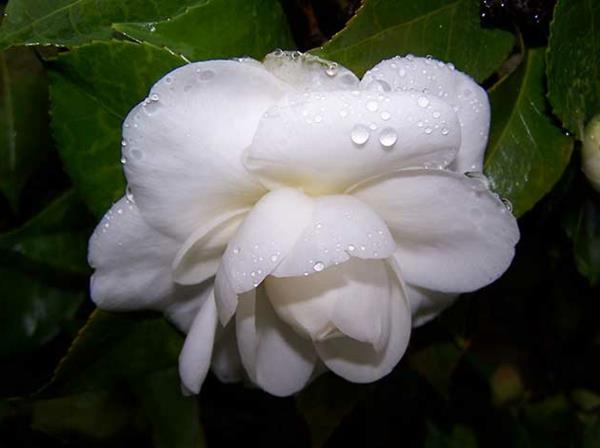 kukat symboliikka camellia valkoinen kaunis deco ideoita