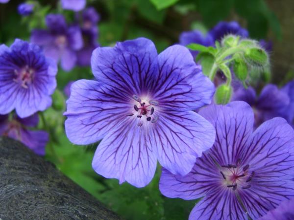 kukat symboliikka cranesbills violetti kaunis deco ideoita