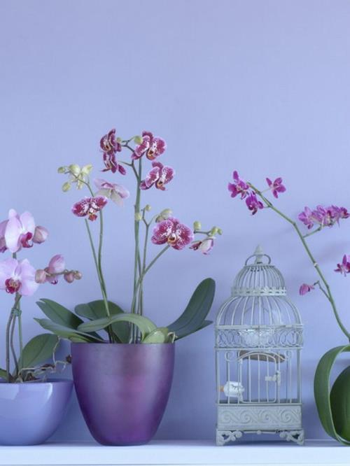 orkideat sisustusideoita violetit värit kukkaruukku lintuhäkki