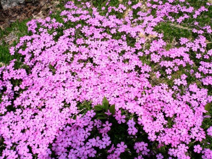 maapeite violetit kukat puutarhakasvit kaunistavat puutarhaa