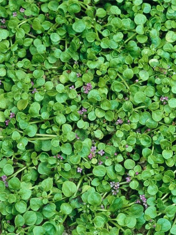 Suunnittele maanpäällinen mentha requieni -puutarha
